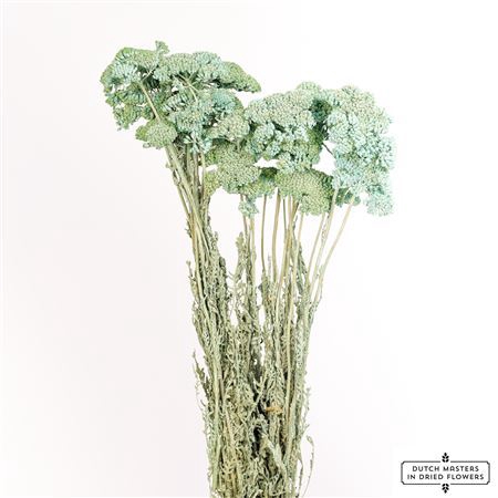Dried Achillea X5 Frosted Light Blue Bunch