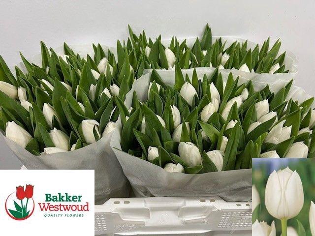 <h4>TU EN ROYAL VIRGIN</h4>