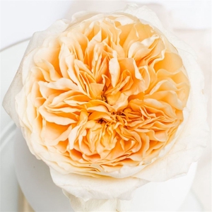 R Gr David Austin Effie
