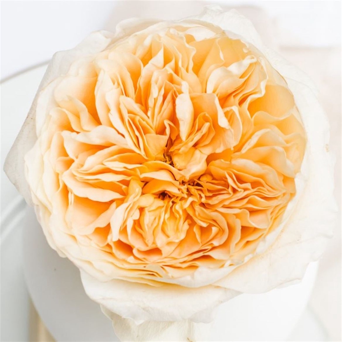 <h4>R Gr David Austin Effie</h4>