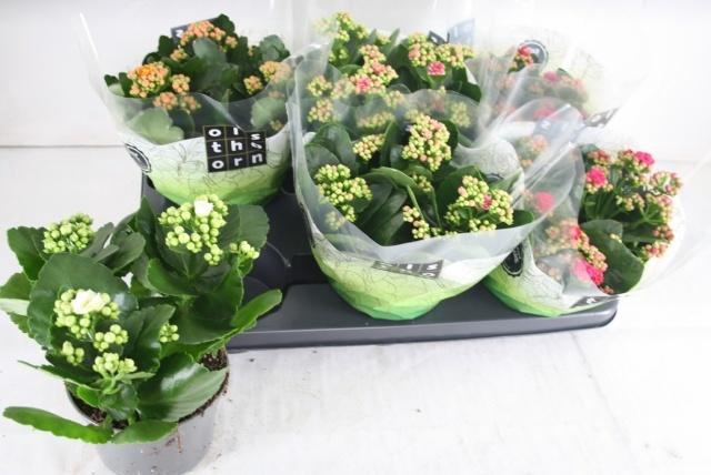 <h4>KAL GE GEM 4 KL</h4>