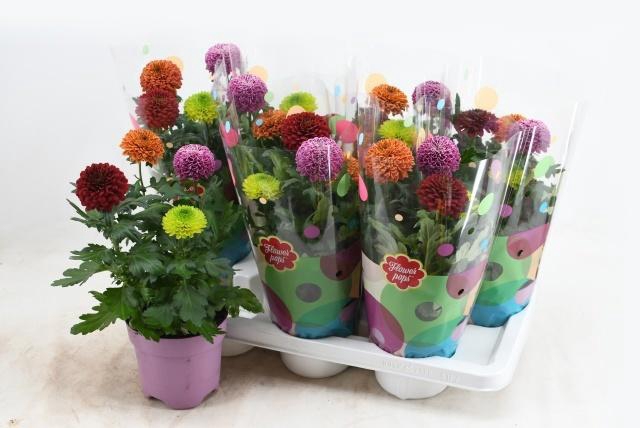 <h4>CHRYS FP GEM IN POT</h4>