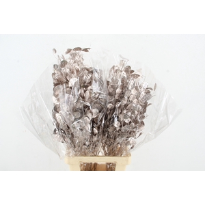 DF Lunaria Bs Champagne