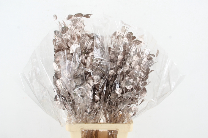 <h4>DF Lunaria Bs Champagne</h4>