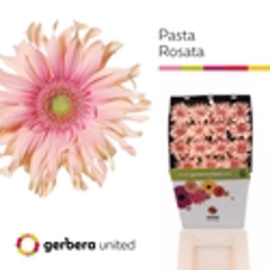 Ge Gr Pasta Rosata Diamond