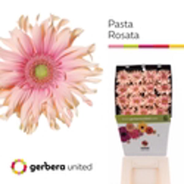 <h4>Ge Gr Pasta Rosata Diamond</h4>