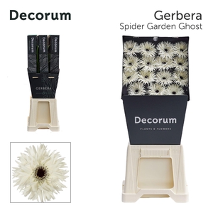 Gerbera Spider Garden Ghost Diamond