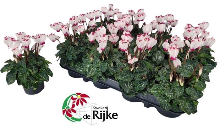 <h4>Cyclamen P7 Victoria White with Eye</h4>