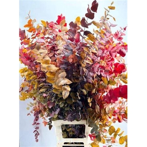 Euc. Stuart Preserved Autumn Xxl