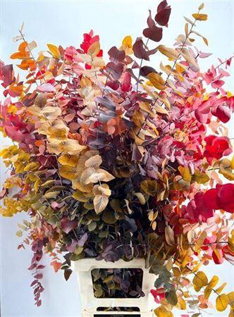 <h4>Euc. Stuart Preserved Autumn Xxl</h4>