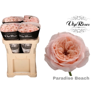 R KL PARADISE BEACH x40