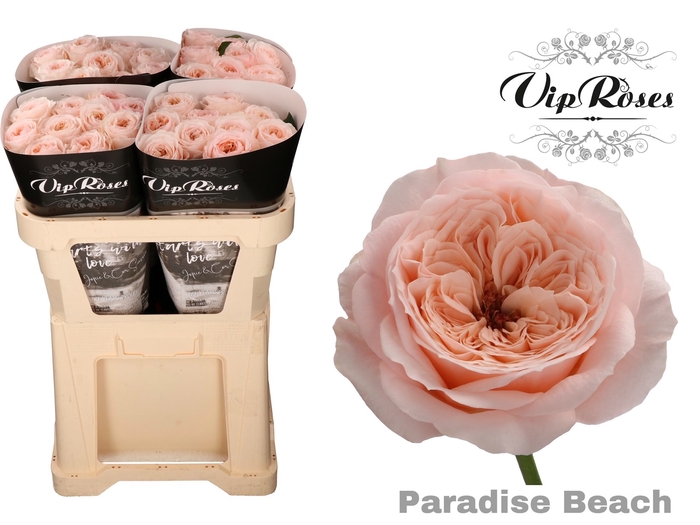 <h4>R KL PARADISE BEACH x40</h4>