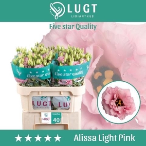 Eust. russ. DU 'Alissa Light Pink' Lugt