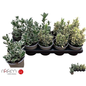 !! PROMO !! EUONYMUS JAP MIX P12