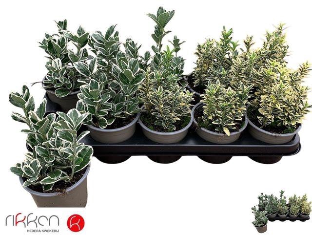 <h4>!! PROMO !! EUONYMUS JAP MIX P12</h4>