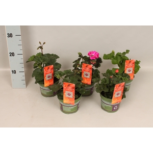 Pelargonium Calliope Divers