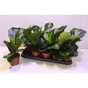 Ficus Lyrata Bambino
