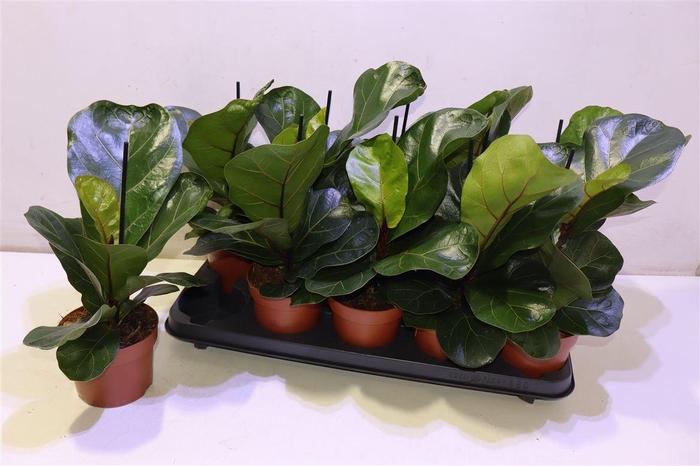 <h4>Ficus Lyrata Bambino</h4>