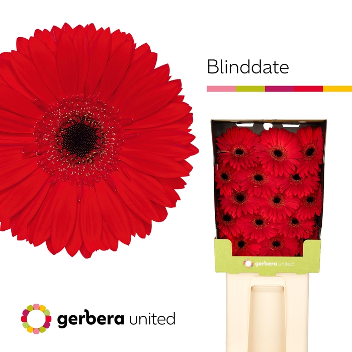 <h4>Gerbera Blinddate Diamond</h4>