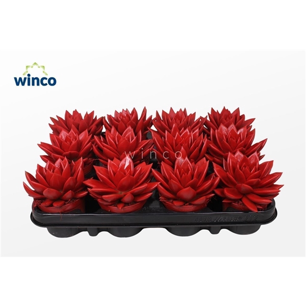 <h4>Echeveria Agavoides Paint Red</h4>