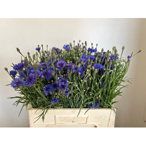 Centaurea Cyanus Bl
