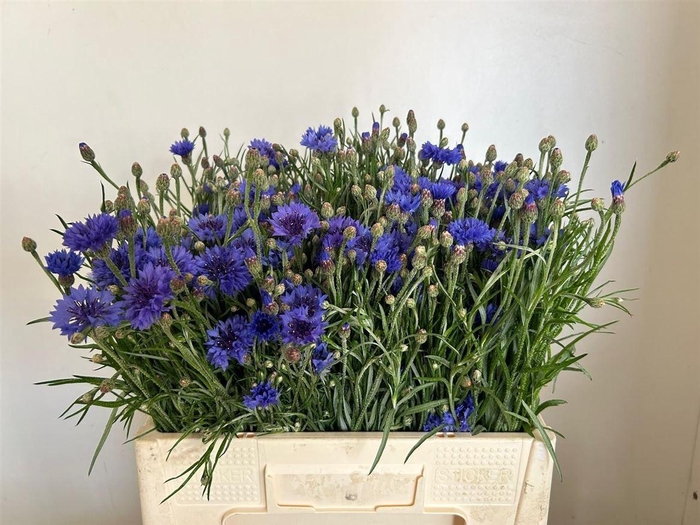 <h4>Centaurea Cyanus Bl</h4>