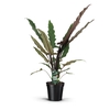 Alocasia Lauterbachiana