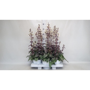 Penstemon barb.