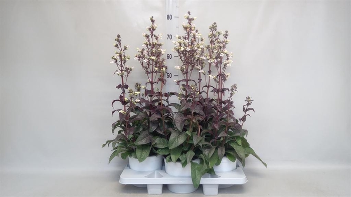 <h4>Penstemon barb.</h4>