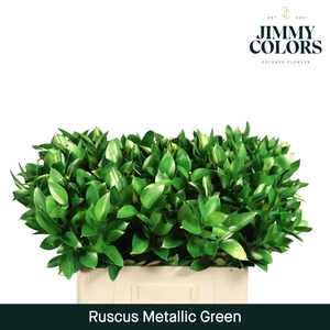 Ruscus L50 Metallic green