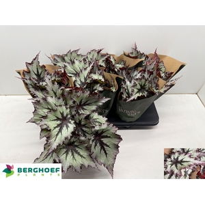 BEG BEL NORD GLACIER