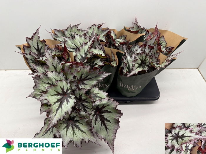 <h4>BEG BEL NORD GLACIER</h4>