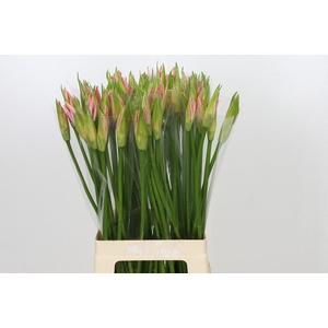 Nerine Vesta K