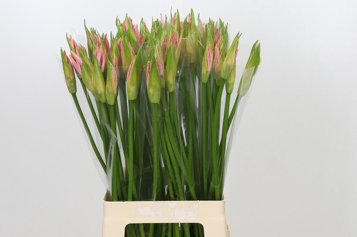 <h4>Nerine Vesta K</h4>