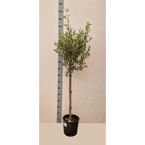 OLEA EUROPAEA
