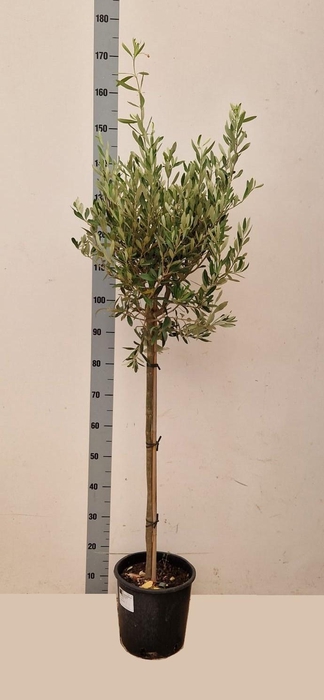 <h4>OLEA EUROPAEA</h4>