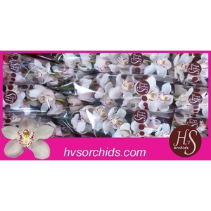 CYMB T UNIQ DULCI 60 CM