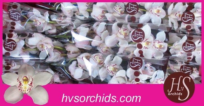 <h4>CYMB T UNIQ DULCI 50 CM</h4>