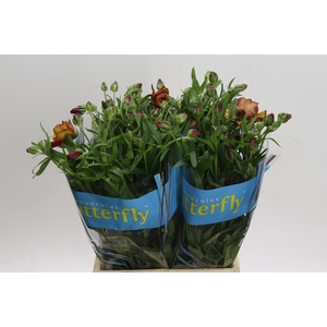 Ranunculus Butterfly Satyros