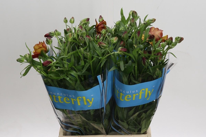 <h4>Ranunculus Butterfly Satyros</h4>