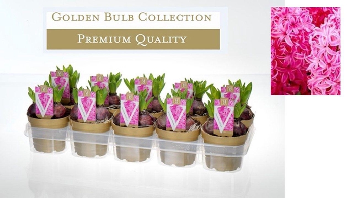 <h4>Hyacinthus 'Pink Pearl'</h4>