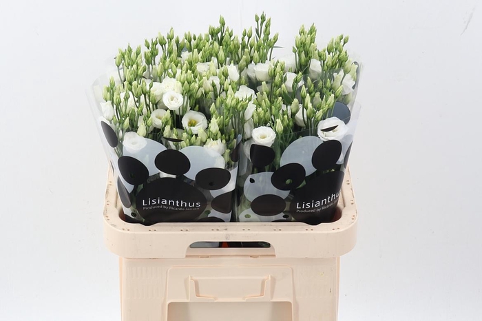 <h4>Eus G Rosi White</h4>