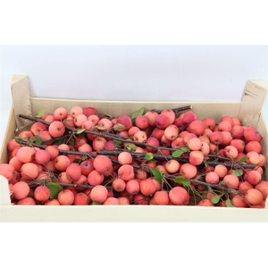 Sier Malustak Red P Wdn Box