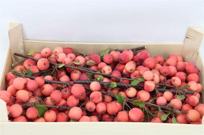 <h4>Sier Malustak Red P Wdn Box</h4>