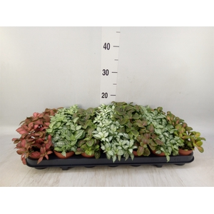 Fittonia   ...mix 7