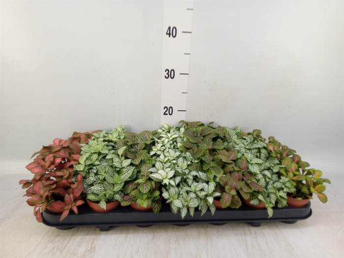 <h4>Fittonia   ...mix 7</h4>