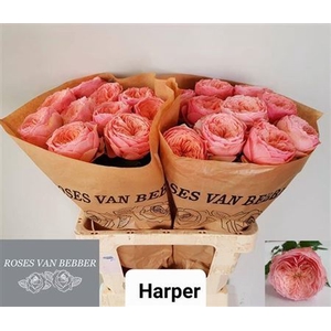 Rosa a grande fleur Darcy!