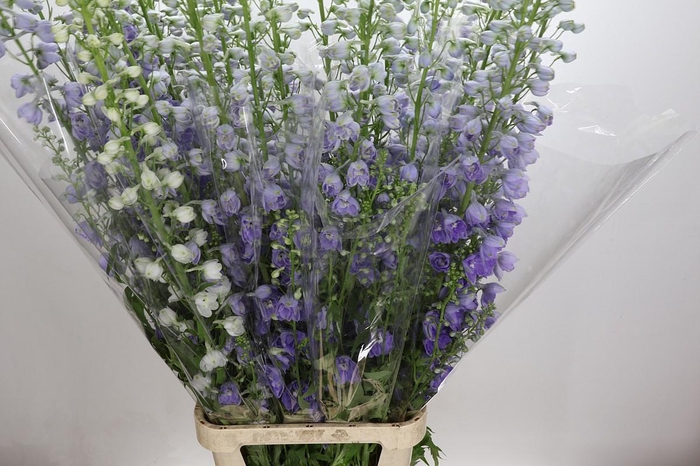 <h4>Delph Du Elatum Candle Lavender Shades</h4>