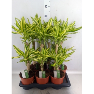 Dracaena frag. 'Yellow Coast'