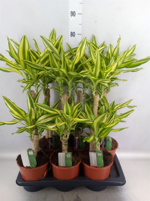 Dracaena frag. 'Yellow Coast'